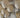 Floating Balloons/Ceiling Balloons with Satin Ribbon & Bow